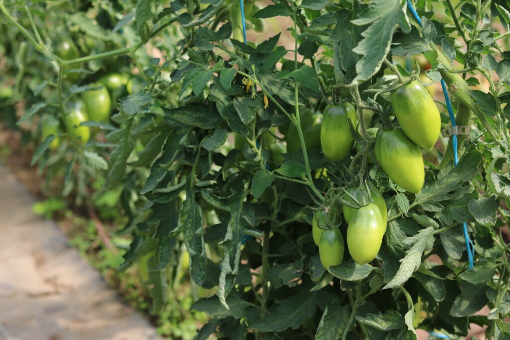 Tomates anciennes du Guimpoux 2025