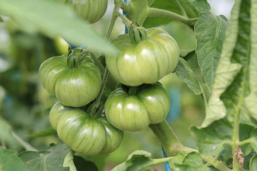 Tomates anciennes du Guimpoux 2025