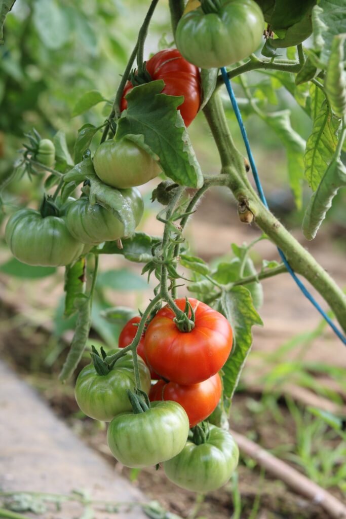Tomates anciennes du Guimpoux 2025