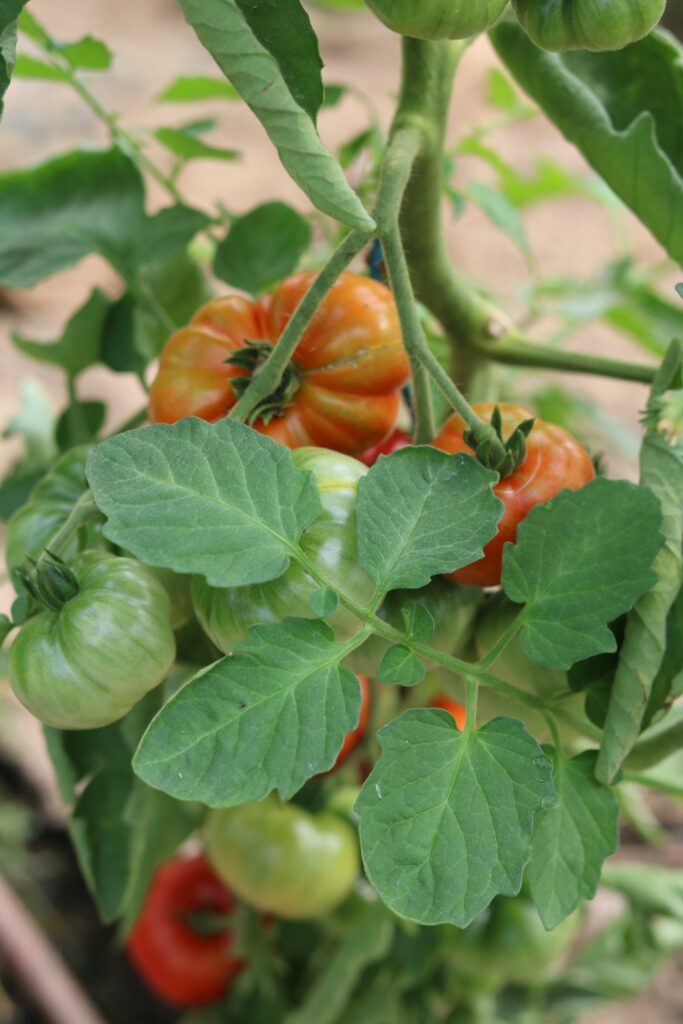 Tomates anciennes du Guimpoux 2025
