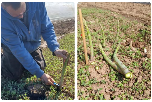 La saison des asperges est lancée !