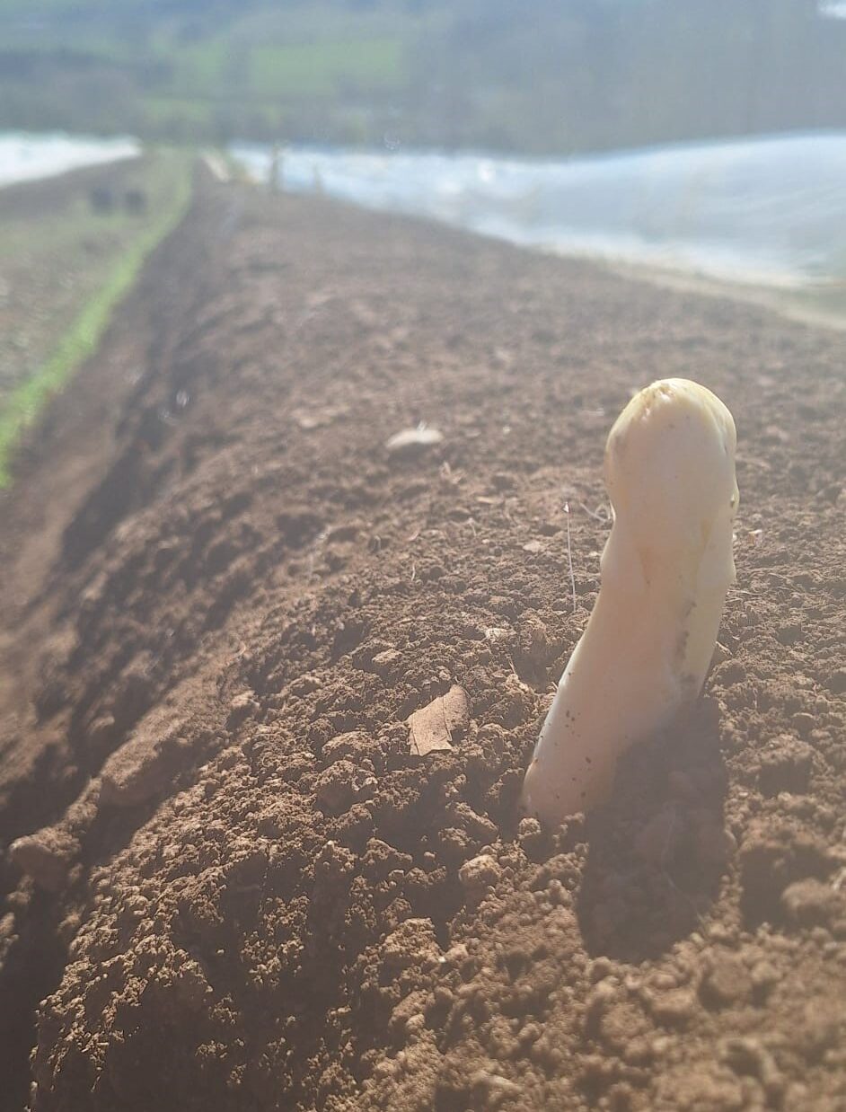 Les 1ères asperges blanches ont pointé le bout de leur nez !